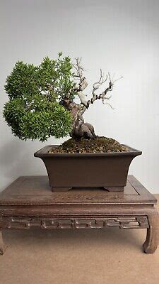Finished Bonsai Bonsais for sale .